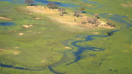 Aerial view of the Okavango Delta, Botswana, Africaの写真素材