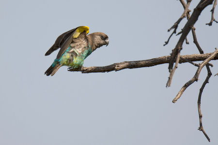 Cockatiel sitting on a branch in the Okavango Delta in Botswana