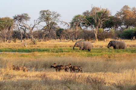 Wild african elephants - Moremi National Park in Botswana