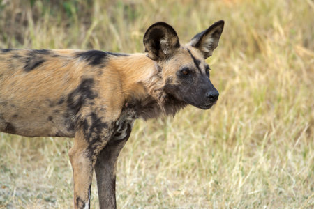African Wild Dog in the Moremi Game Reserve (Okavango River Delta), National Park, Botswana