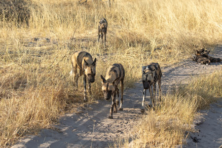 African Wild Dog in the Moremi Game Reserve (Okavango River Delta), National Park, Botswanaの写真素材