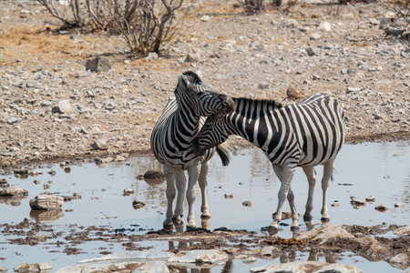 Two zebras drinking at a waterhole in Etosha National Park, Namibiaの写真素材