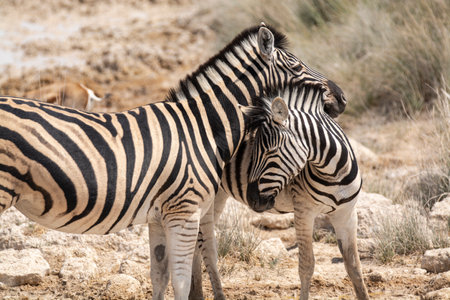 Zebras in the Etosha National Park, Namibiaの写真素材