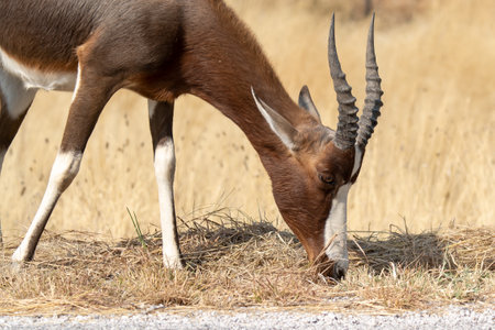 A black-faced gazelle (Aepyceros melampus) eating grass