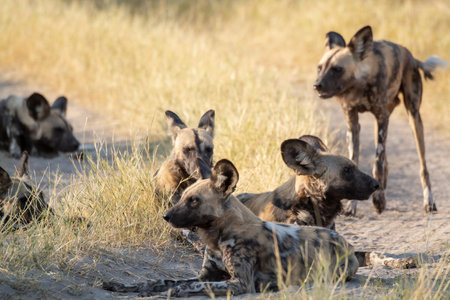 African wild dog in the Moremi Game Reserve (Okavango River Delta), National Park, Botswanaの写真素材