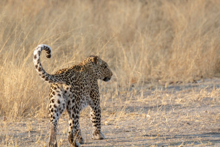 Leopard in the Okavango Delta - Moremi National Park in Botswana