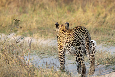 Leopard in the Okavango Delta - Moremi National Park in Botswana