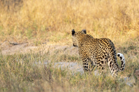 Leopard in the Okavango Delta - Moremi National Park in Botswana