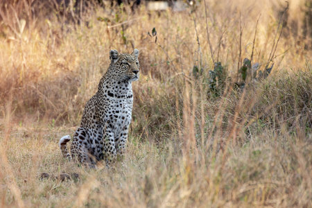 Leopard in the Masai Mara National Park in Kenya, Africa