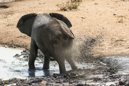Elephants in Chobe National Park, Botswana, Africaの写真素材