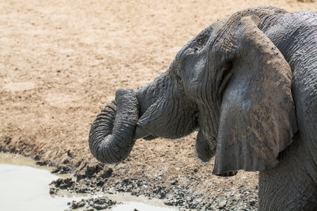 Elephant in Chobe National Park, Botswana, Africa.の写真素材