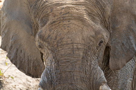 African Elephant - Loxodonta Africana - portraitの写真素材