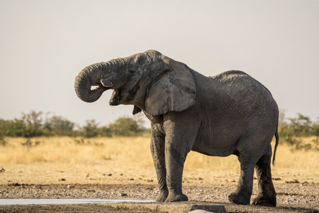 Elephant at a waterhole in the Chobe National Park, Botswana.