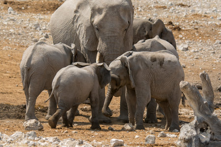 Elephants in the Etosha National Park, Namibiaの写真素材