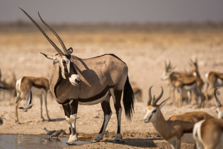 Gemsbok (Oryx gazella) drinking water in Namibiaの写真素材