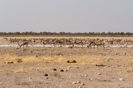 Herd of Springbok in Etosha National Park, Namibiaの写真素材