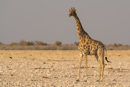 Giraffes in the Etosha National Park, Namibiaの写真素材