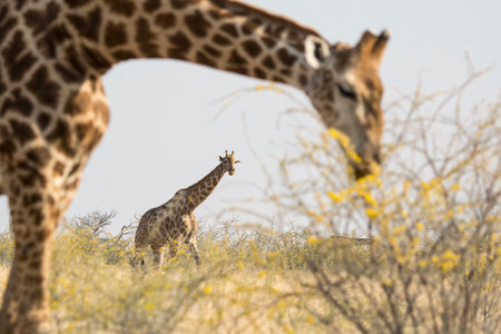 Giraffes in the Etosha National Park, Namibiaの写真素材
