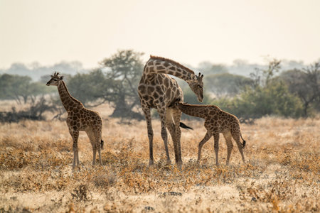 Giraffes in the Okavango Delta - Moremi National Park in Botswanaの写真素材
