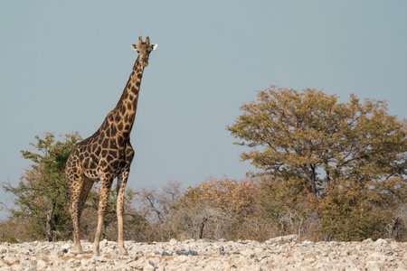 Giraffes in the Etosha National Park, Namibiaの写真素材