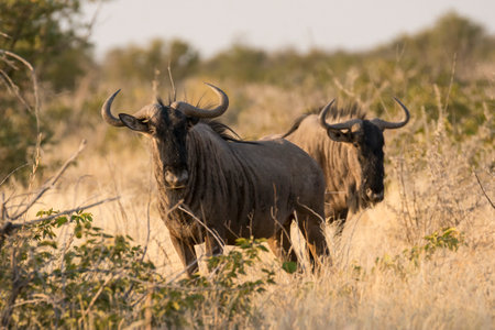 Blue wildebeest in Chobe National Park, Botswana, Africaの写真素材