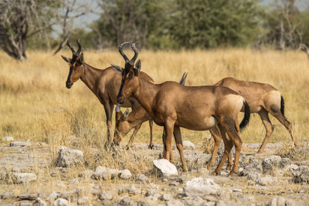 Red Hartebeest in the Okavango Delta - Moremi National Park in Botswanaの写真素材