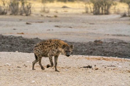 Spotted hyena in the Etosha National Park, Namibiaの写真素材