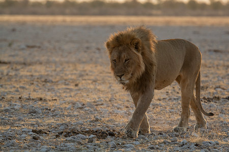 Lion at sunrise in Etosha National Park, Namibiaの写真素材