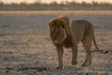 Lion in the Etosha National Park, Namibia.の写真素材