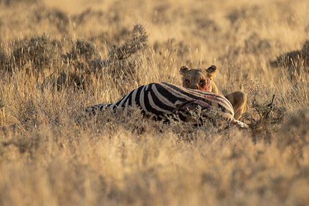 Burchell's zebra (Equus burchelli) in Etosha National Park, Namibiaの写真素材