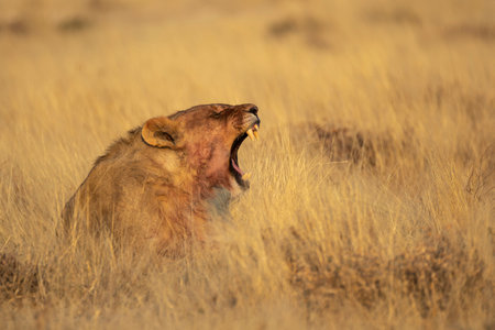 Lion yawning in the savanna of Etosha National Park in Namibiaの写真素材