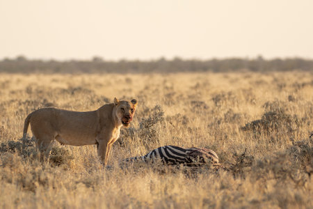 Lioness and zebra in Okavango Delta, Botswanaの写真素材
