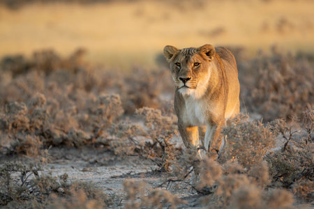 Lioness in the Etosha National Park, Namibiaの写真素材