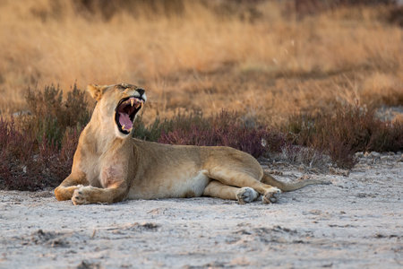 Lioness yawning in the Chobe National Park, Botswana.の写真素材