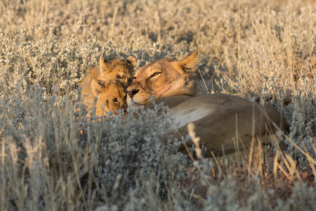 Lion and lioness in the Okavango Delta, Botswana.の写真素材