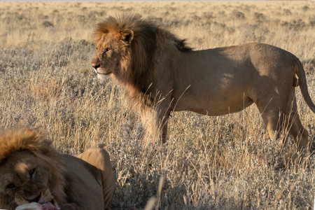 Lion and lioness in the Etosha National Park in Namibia
