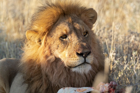 Lion eating meat in the savannaの写真素材