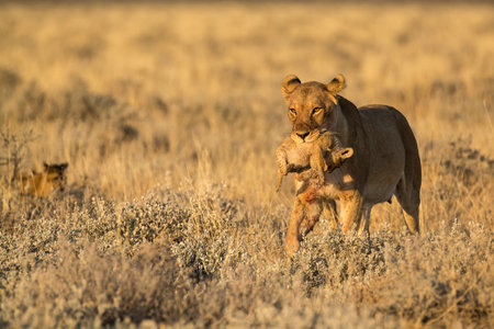 Lioness with cubs in the savannah, Namibiaの写真素材