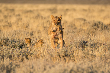 Lioness (Panthera leo) with her cubs in the early morning lightの写真素材