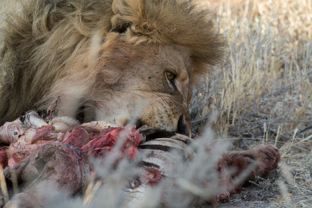Lion eating a buffalo carcass in the Okavango Delta, Botswana.の写真素材