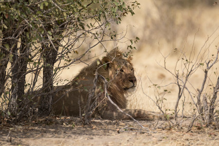 Lion in the Etosha National Park, Namibia.の写真素材