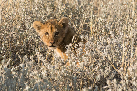 Lion cub in the Etosha National Park, Namibia