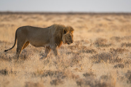 Lion in the Okavango Delta - Moremi National Park in Botswana