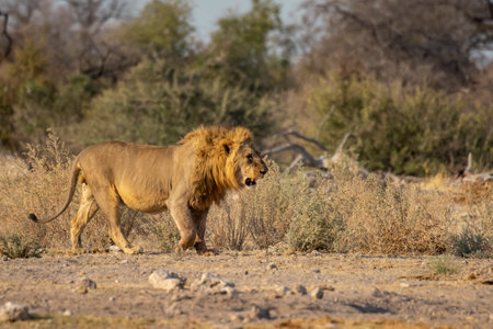 Lion walking in the Etosha National Park, Namibia.の写真素材