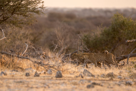 Cheetah in the Etosha National Park, Namibia
