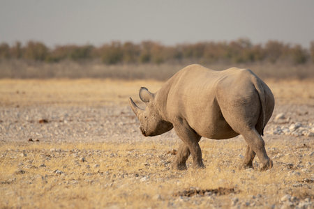 White rhinoceros in Etosha National Park, Namibiaの写真素材