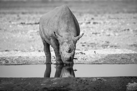Black and white photo of a rhinoceros at a waterholeの写真素材