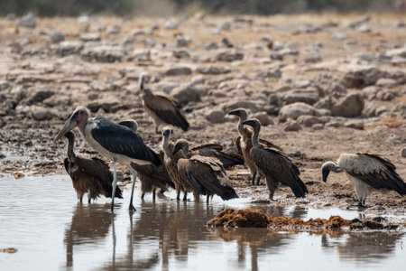 Vultures at a waterhole in Chobe National Park, Botswana, Africaの写真素材
