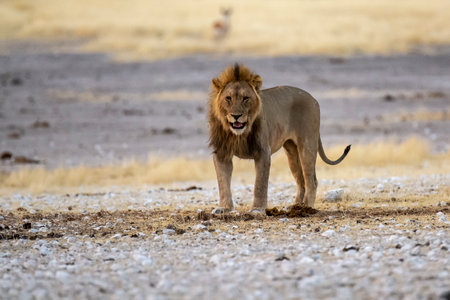 Lion walking in the Etosha National Park in Namibiaの写真素材