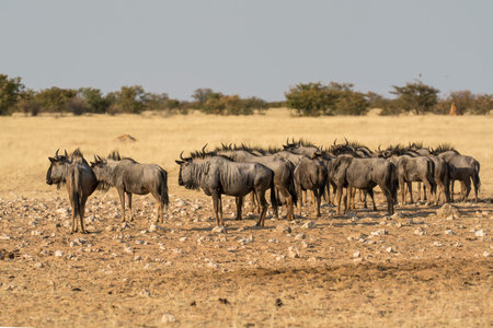 Blue wildebeest, Connochaetes taurinusの写真素材
